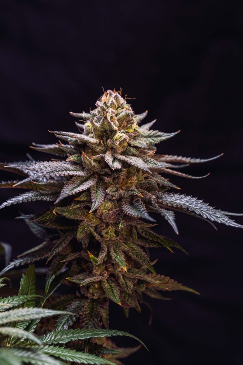 Gorilla Melon, Фасовка: 3